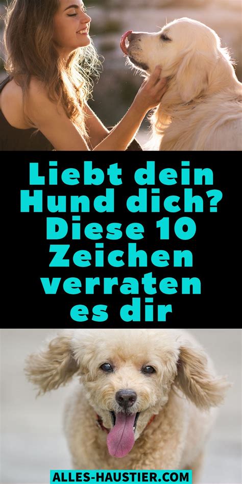 liebt mein hund mich test|12 Zeichen, dass dein Hund dich liebt und warum.